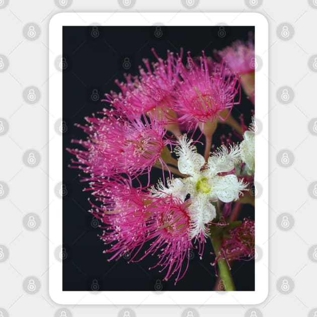 Brushbox Framed by Corymbia Ficifolia Sticker by Michaelm43